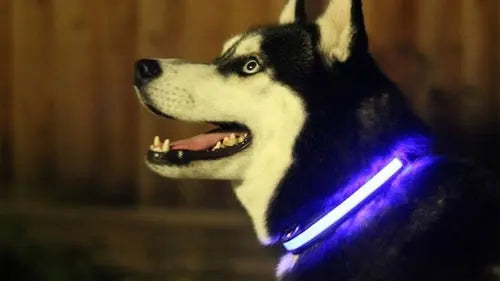 LED Light Up Dog Collar ANI VITALS