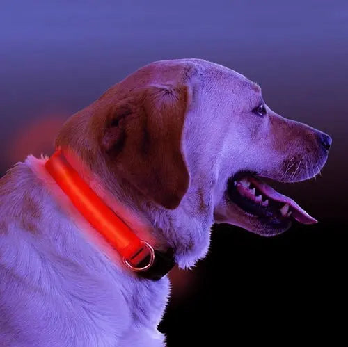 LED Light Up Dog Collar ANI VITALS